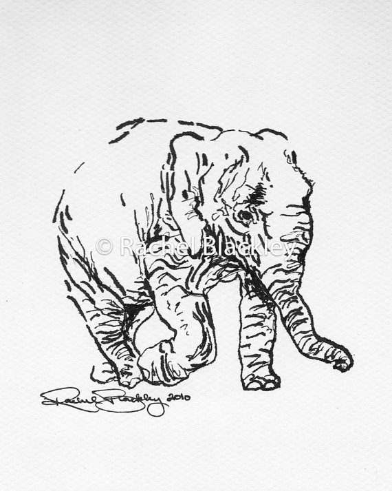 570x713 Walking Elephant Ink Sketch Ink Drawing Pen And Ink Black
