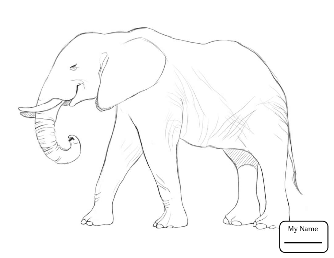 1089x840 Coloring Pages Mammals Baby Elephant In A Circus Elephants