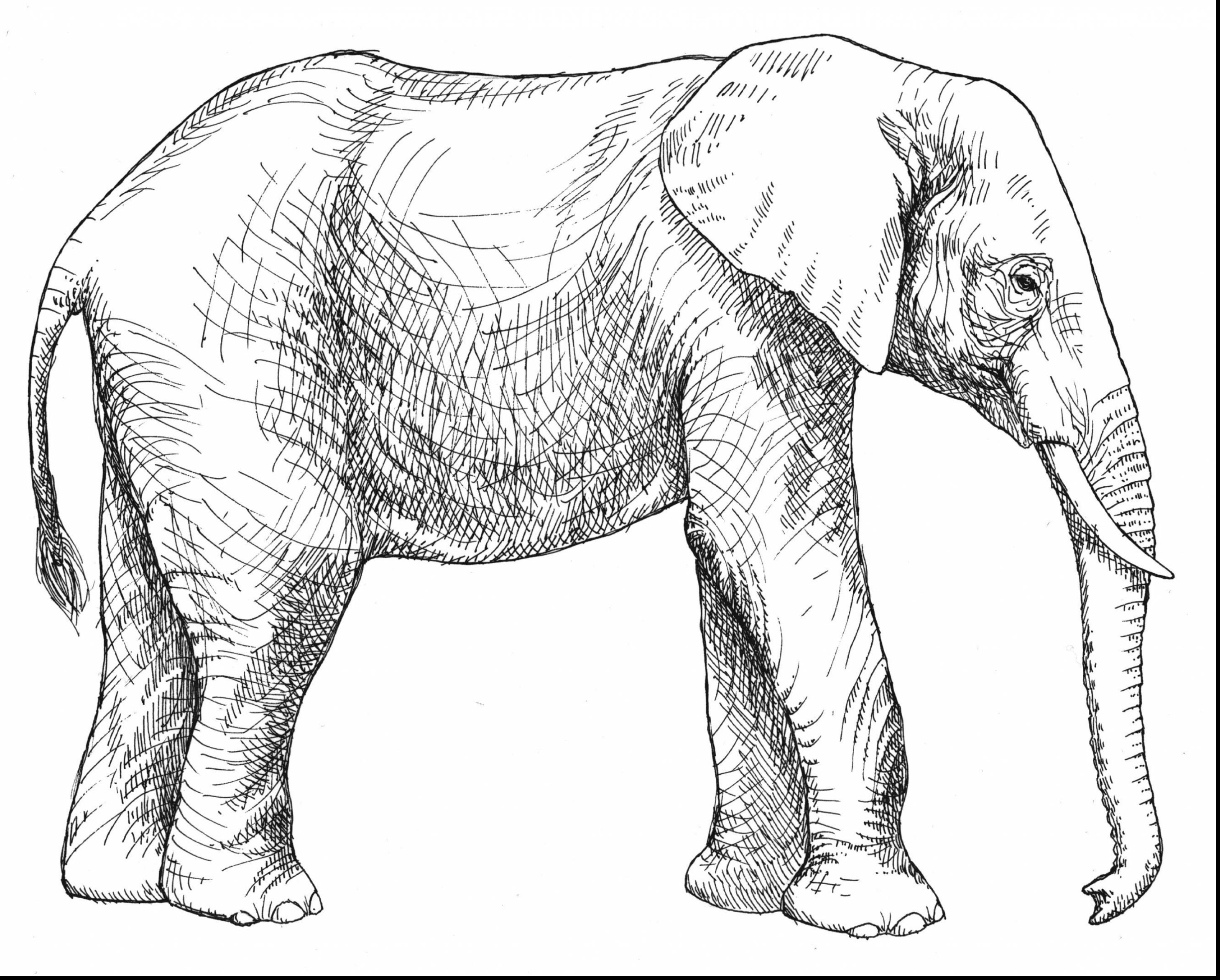 2918x2344 Magnificent Asian Elephant Coloring Page With Elephant Coloring