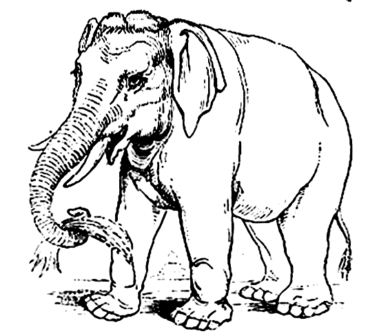 550x488 Asian Elephant Coloring Page