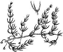 220x182 Asparagus Brachyphyllus