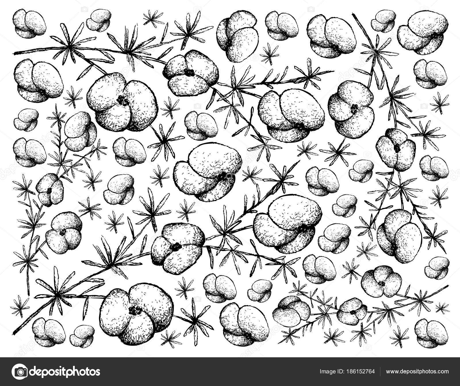 1600x1344 Hand Drawn Background Of Asparagus Fern Fruits Stock Vector