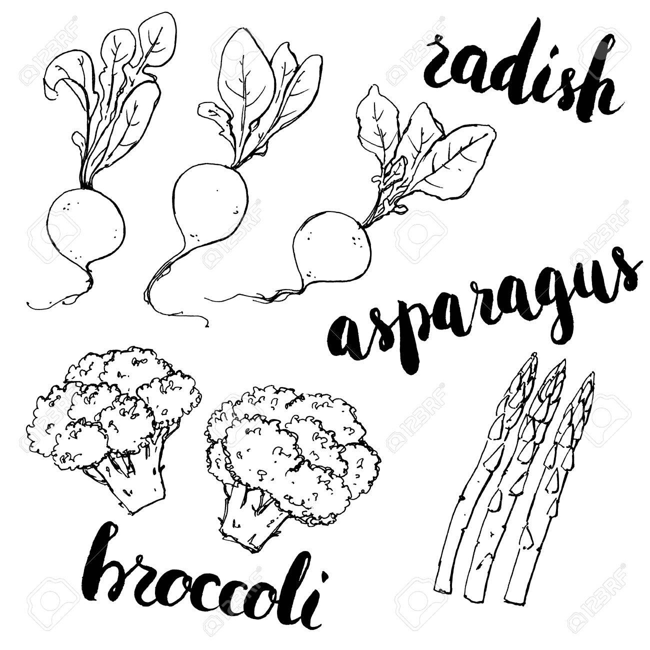 1300x1300 Hand Drawn Set Of Watercolor Vegetables Radish Asparagus Broccoli