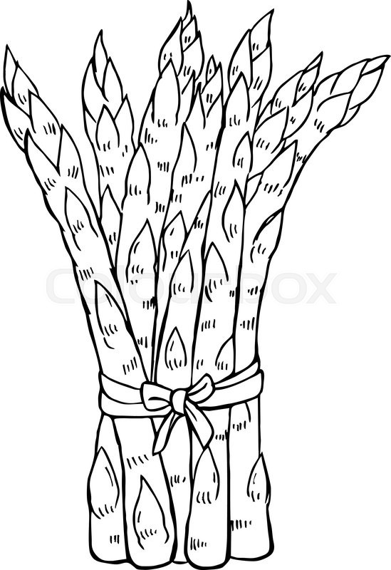 549x800 Sketch Of Asparagus On White Background Stock Vector Colourbox