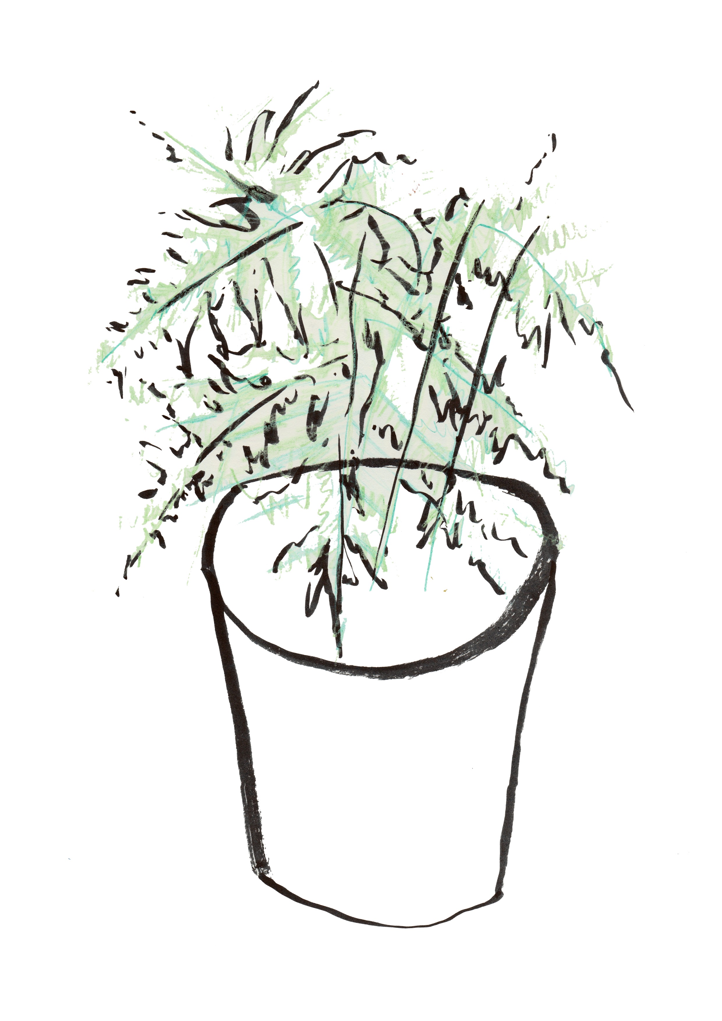 2480x3507 Asparagus Fern Gemma Hampton Illustration