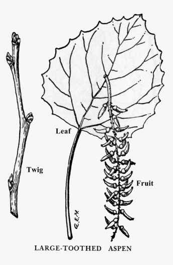 345x527 Bigtooth Aspen