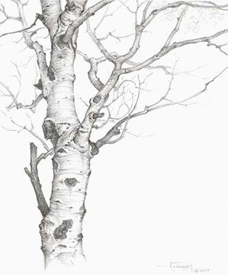 332x400 I Drew The Aspen Tree Outside My Window .please Give Credit If