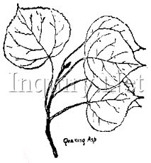 213x230 90 Best Tattoo Ideas Images On Aspen Leaf, Leaf