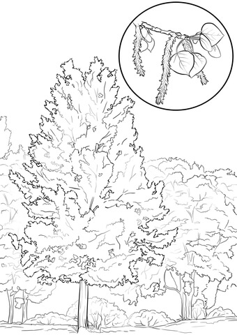 340x480 Aspen Tree Coloring Page Free Printable Coloring Pages