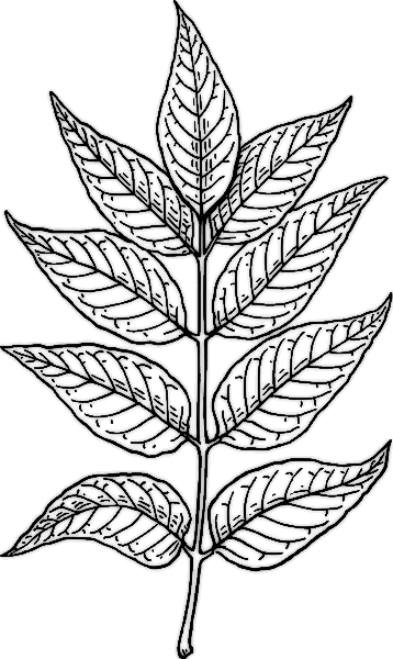 358x600 Biology Leaf Structure