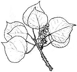 Aspen Leaf Drawing At GetDrawings Free Download   Aspen Leaf Drawing 13 