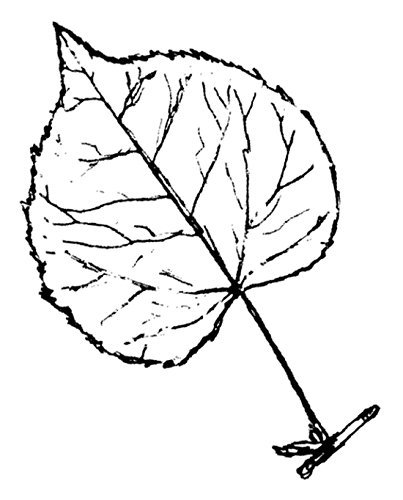403x500 Aspen Leaf Rubber Stamp By Nature Watch Toys Amp Games