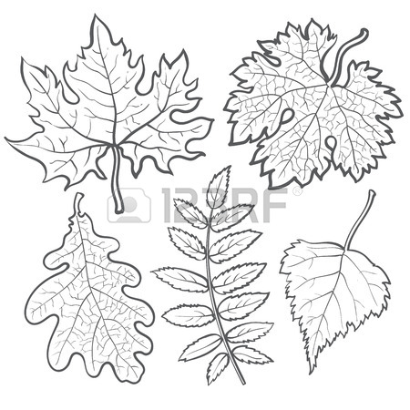 450x450 Set Of Autumn Leaves, Sketch Style Vector Illustration Isolated