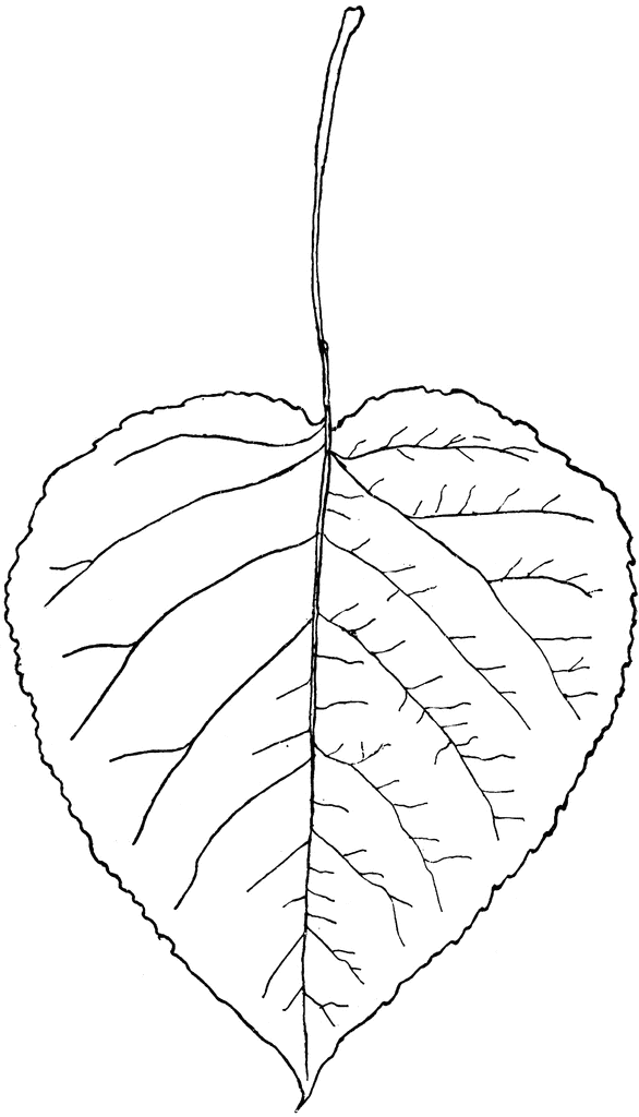 586x1024 Aspen Leaf Clipart