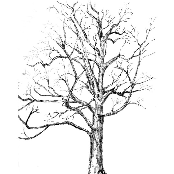 600x600 Custom Tree Drawing Pen And Ink Sketch Of Your Tree From Photos