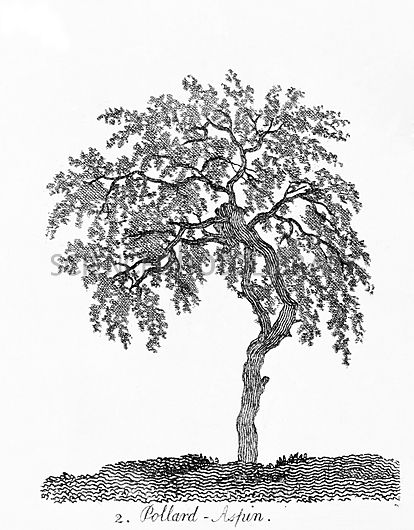 Aspen Tree Drawing at GetDrawings | Free download