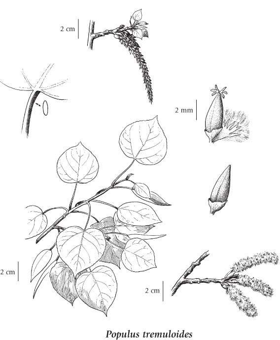 568x688 Popu.tremu.drawing.jpg