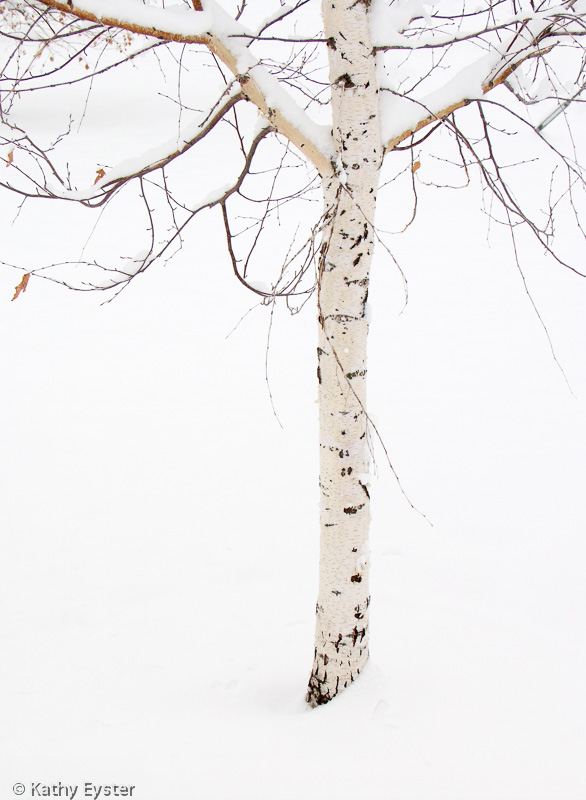 586x800 Winter Tree