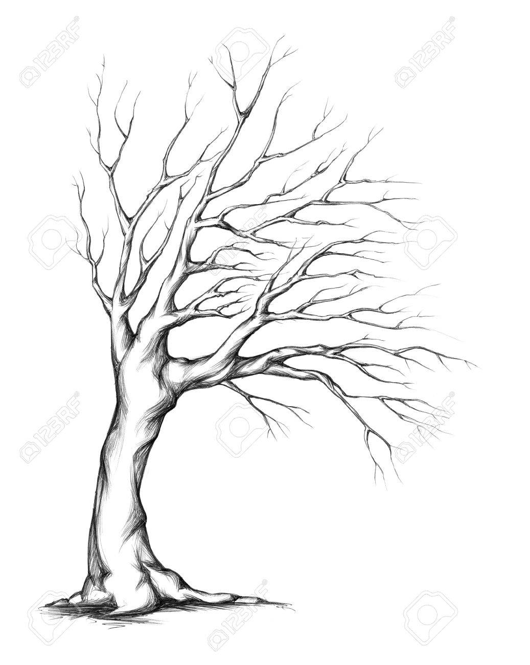 1037x1300 Tree With Asymmetrical Crown Stock Photo, Picture And Royalty Free