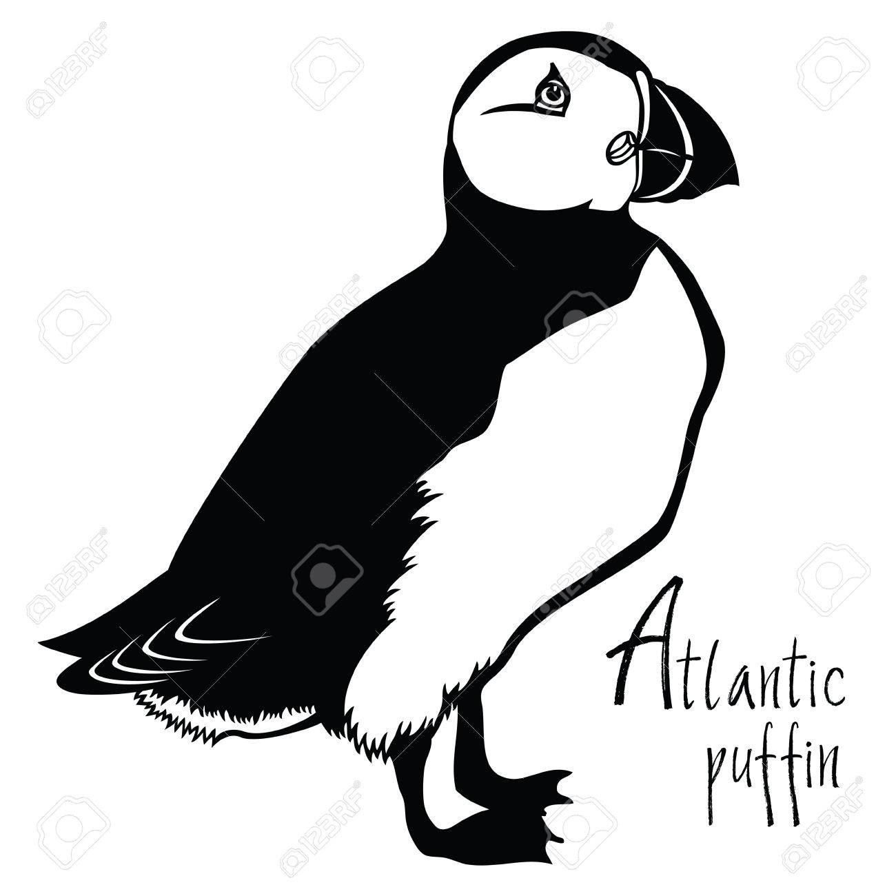 1300x1300 Birds Collection Atlantic Puffin Black And White Vector Object