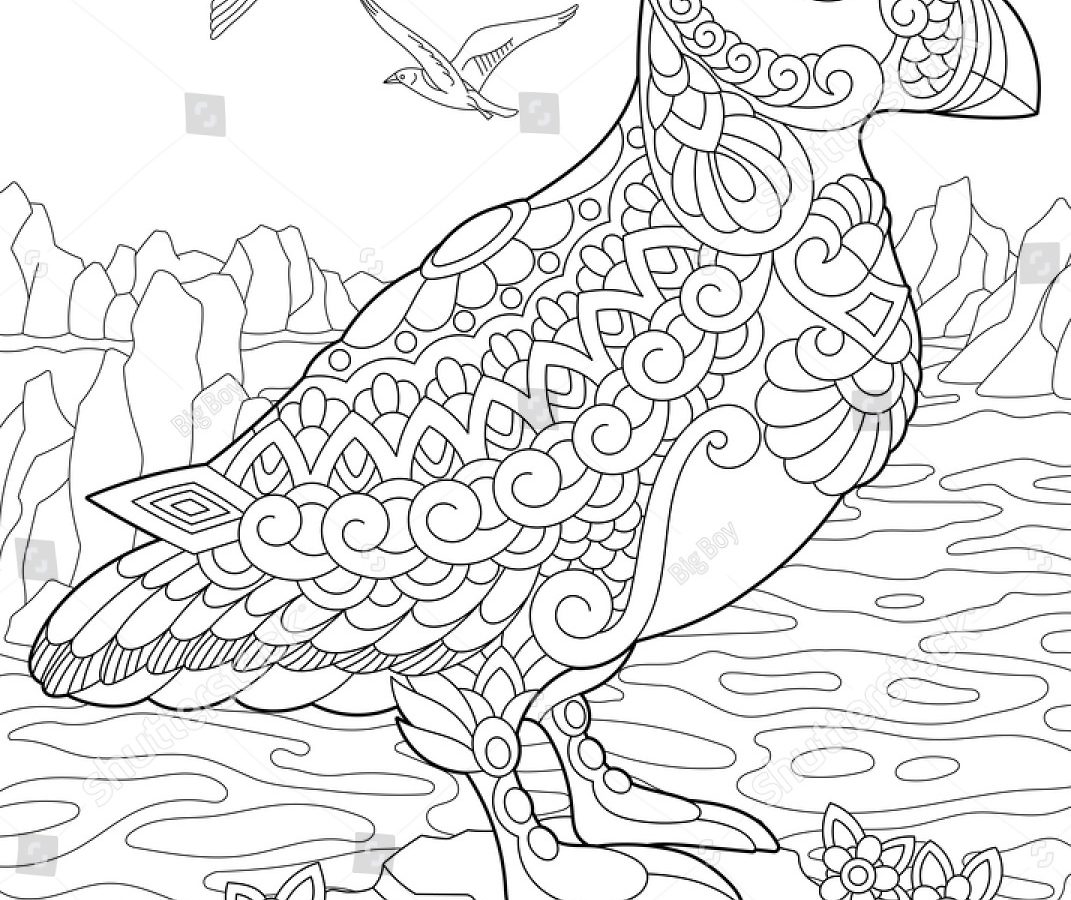 1071x900 Charming Beautiful Free Printable Puffins Bird Coloring Books