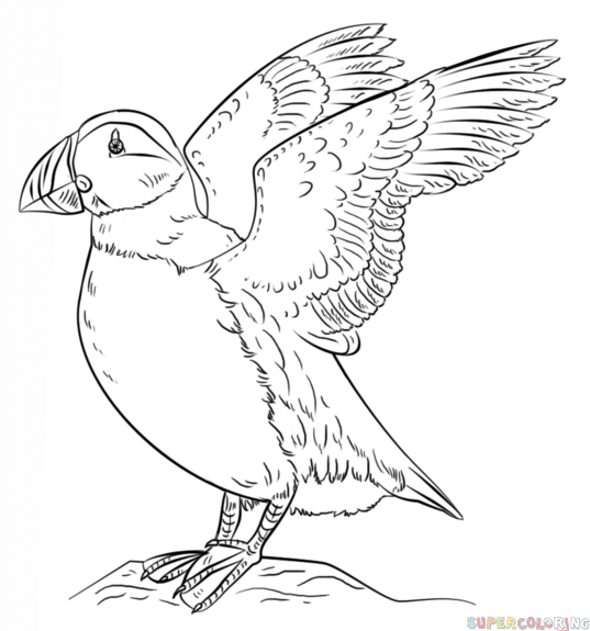 537x575 How To Draw A Puffin Step By Step. Drawing Tutorials For Kids