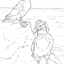 204x204 Images Of Puffins Coloring Pages