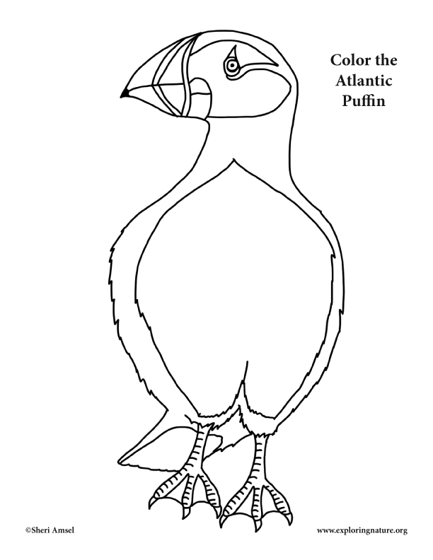 612x792 Puffin (Atlantic) Coloring Page