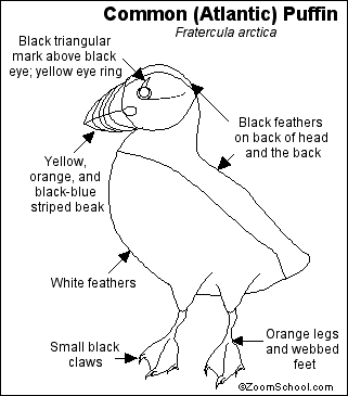 321x365 Puffin Printout