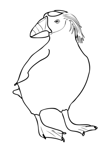 360x480 Tufted Puffin Coloring Page Free Printable Coloring Pages