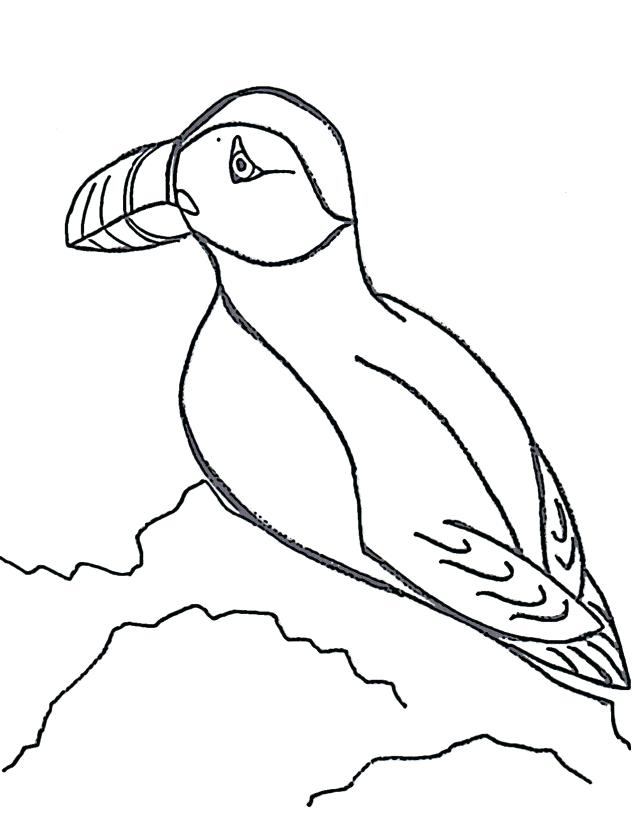 640x827 Puffin Coloring Page