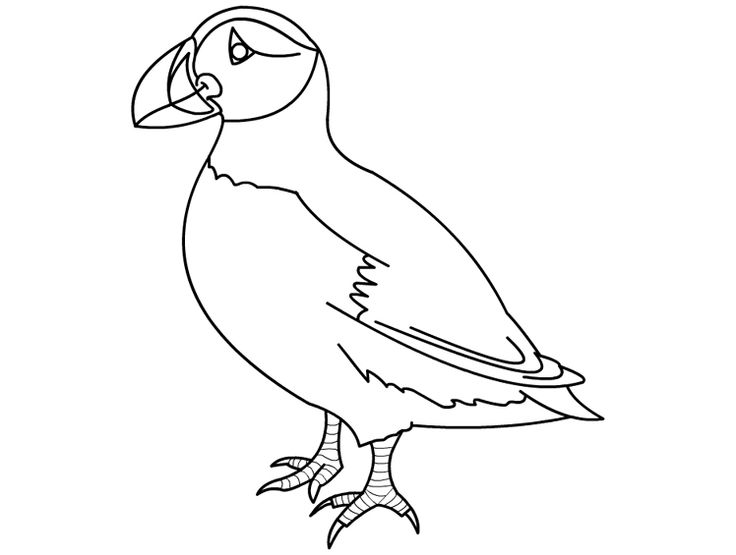 736x555 Puffin Line Drawing