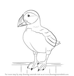 236x243 Atlantic Puffin Seabird Coloring Page (North Pole) Templates