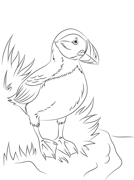 433x580 Atlantic Puffin Seabird Coloring Page (North Pole) Templates