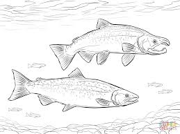 259x194 Image Result For King Salmon Drawing V For King