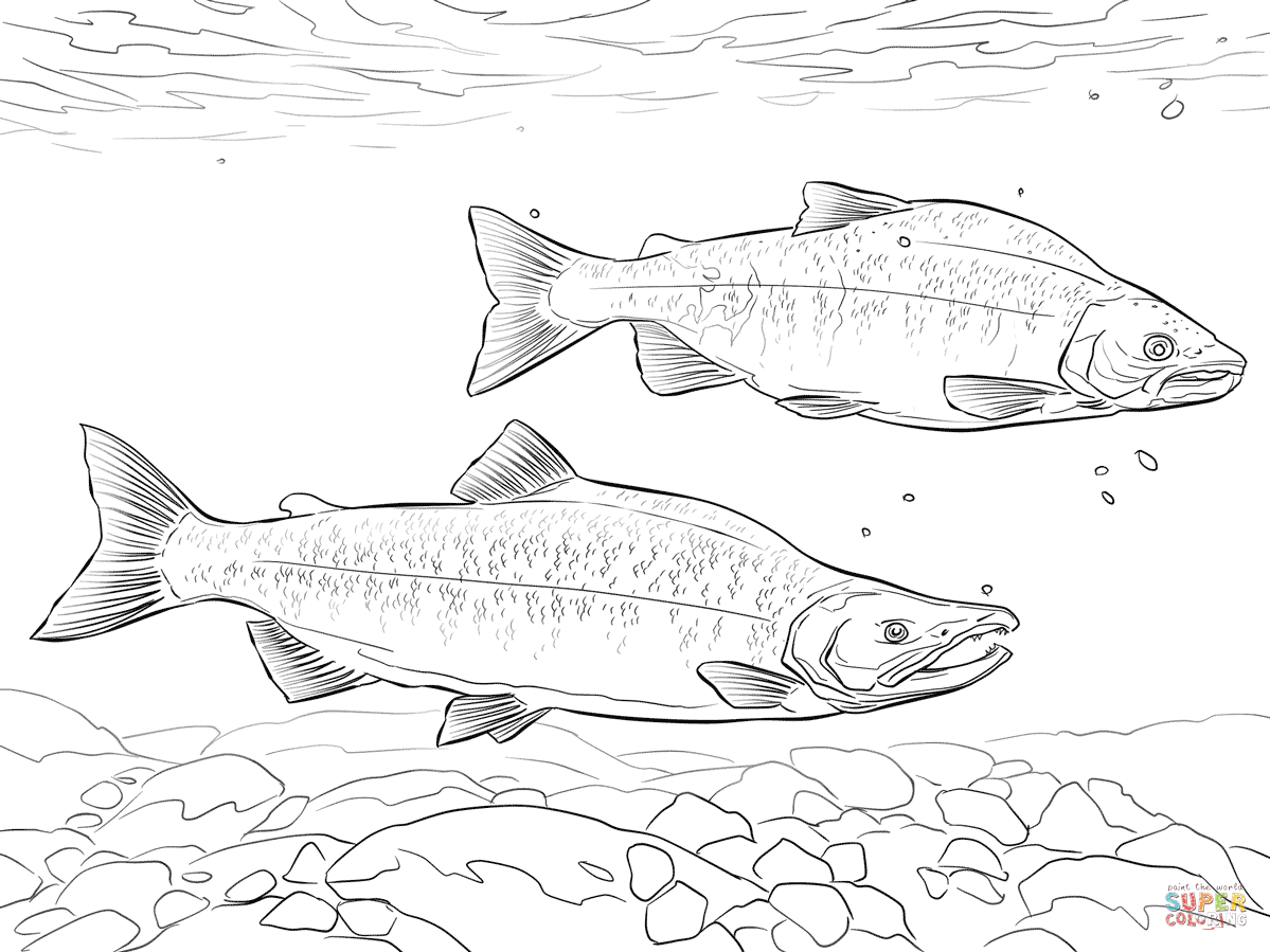 1199x899 Kokanee Salmon Coloring Page Free Printable Coloring Pages