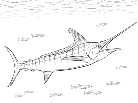 480x360 Realistic Atlantic Blue Marlin Coloring Page Free Printable