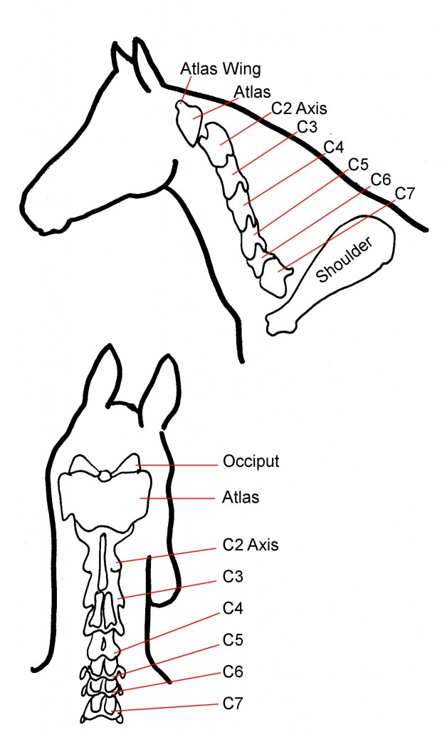628x1024 How The Atlas Holds Up Your Horse's World Training Horses