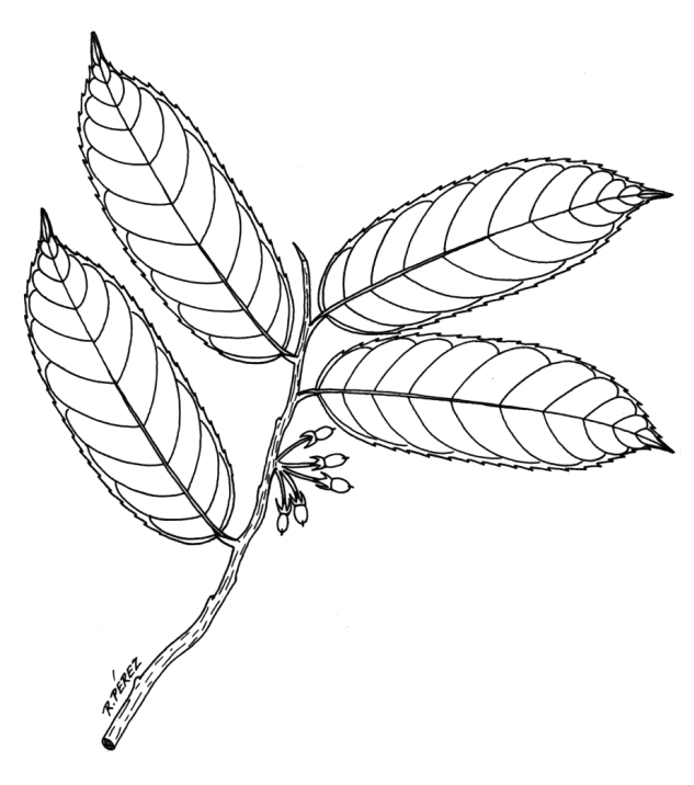 633x716 Panama Watershed Tree Atlas