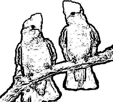 380x346 Line Drawings Of Australian Christmas Icons Suitable For School