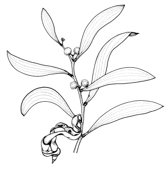 336x341 Aboriginal Plant Use In Se Australia