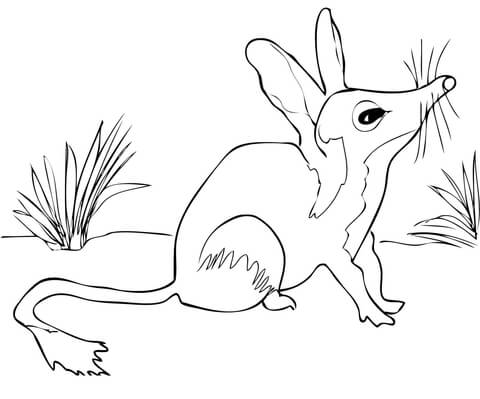 480x399 Australian Bilby Coloring Page Free Printable Coloring Pages