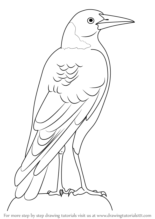 598x844 Learn How To Draw An Australian Magpie (Birds) Step By Step