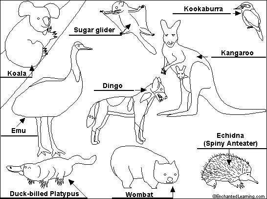 546x407 More Unique Australia Animals Httpaustralian Art