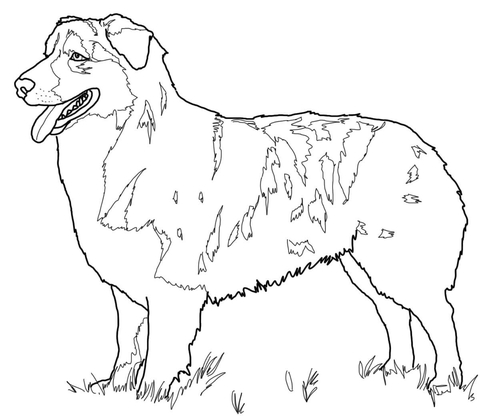 480x419 Australian Shepherd Coloring Page Free Printable Coloring Pages