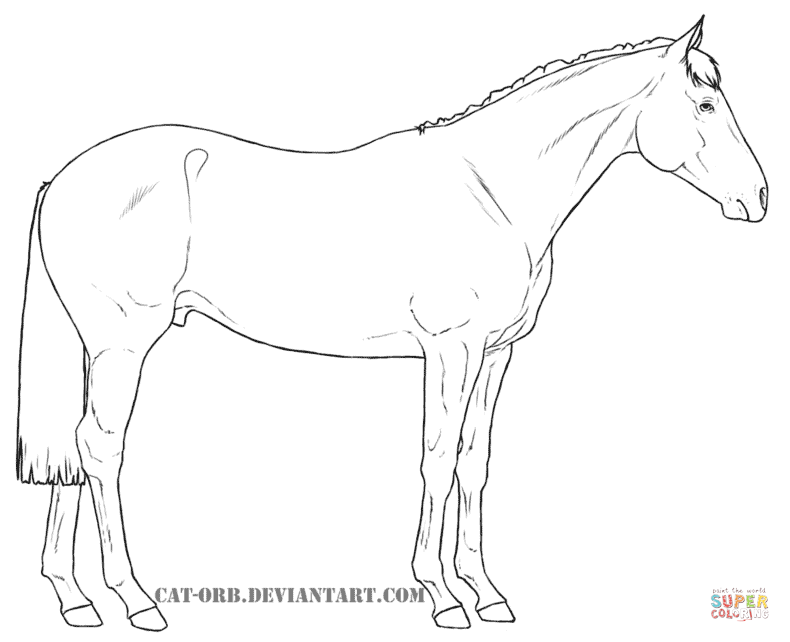 790x642 Australian Stock Horse Coloring Page Free Printable Coloring Pages