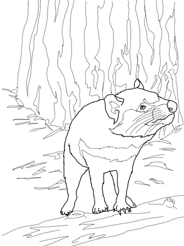 360x480 Australian Tasmanian Devil Coloring Page Free Printable Coloring