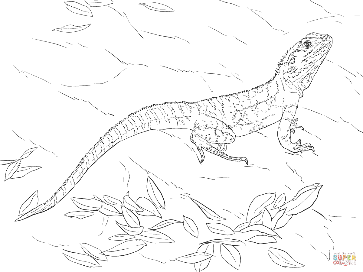 1200x900 Australian Water Dragon Coloring Page Free Printable Coloring Pages