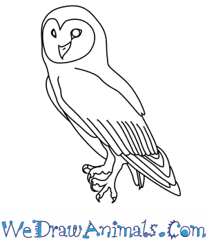 300x350 How To Draw An Australian Masked Owl