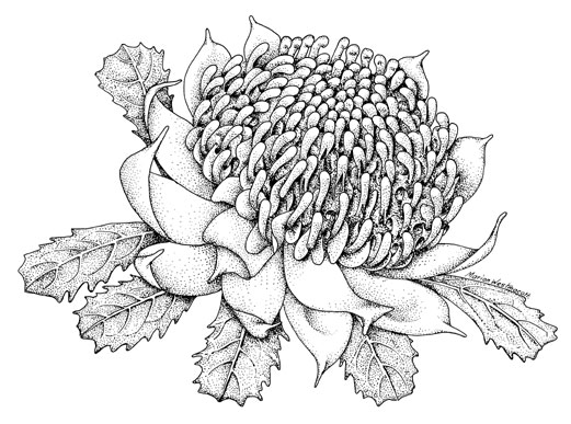 521x387 Telopea Speciosissima